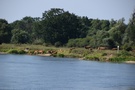 Rezerwat "Santockie Zakole". Wychodząc z rezerwatu przeszliśmy przez stado krów...