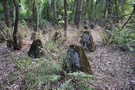 W chaszczach trafiliśmy na zęby smoka, próbowaliśmy nimi iść, jednak zarośla nas pokonały.