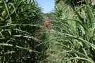 Weszliśmy na pole kukurydzy, która rosła rzędami, między którymi pozostawały w miarę szerokie przestrzenie, dało się iść.