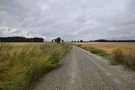 Polnymi drogami wędrowaliśmy do Mieszkowic. 