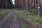 Na drodze pożarowej nr 11 spotkaliśmy czerwony szlak nordic walking.