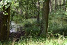 Moryń. Wąską asfaltową drogą pośród mokradeł skierowaliśmy się w stronę noclegu.
