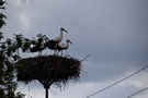 Godków. Odpoczęliśmy na znajdujących się na skwerku ławkach obserwując bociany.