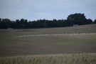 Na łąkach w pobliżu szczytu Zaroślaka zauważyliśmy mnóstwo jasnych plamek na polu. Okazało się, że są to odpoczywające gołębie hodowlane.