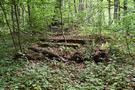 DPN. Dotarliśmy do dawnej osady Martwica i ruin leśniczówki Marthenberg, zostały z niej same schody...