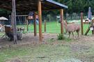 Ognica. Pożegnaliśmy się całym tutejszym ZOO, które można było podziwiać przy agroturystyce.