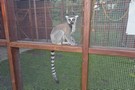 Wiewiecko... i mini ZOO, zrobiliśmy spacer oglądając jego "mieszkańców". 