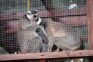 Wiewiecko... i mini ZOO, zrobiliśmy spacer oglądając jego "mieszkańców".