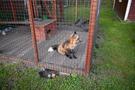 Wiewiecko... i mini ZOO, zrobiliśmy spacer oglądając jego "mieszkańców". 