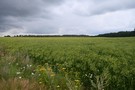 Drogą pośród pól i łąk...