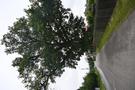 Suliszewo. Pomnikowy dąb szypułkowy o obwodzie 465 cm, nazywany przez mieszkańców "Antek".